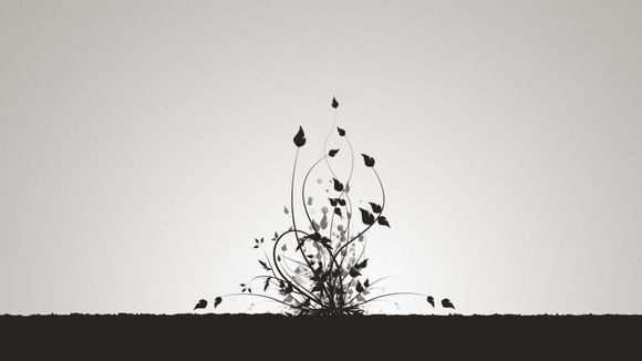 免流的伪装是什么意思