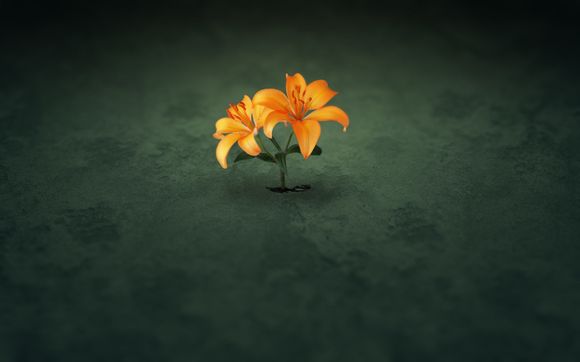 不浮夸是什么意思