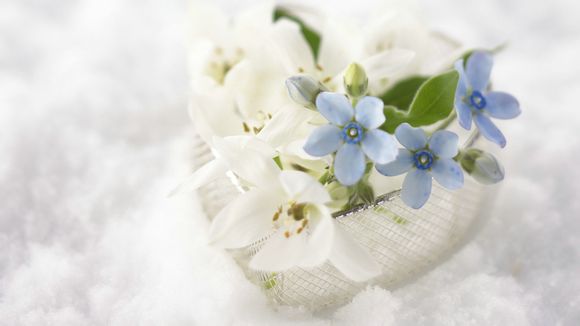 什么是舍利花