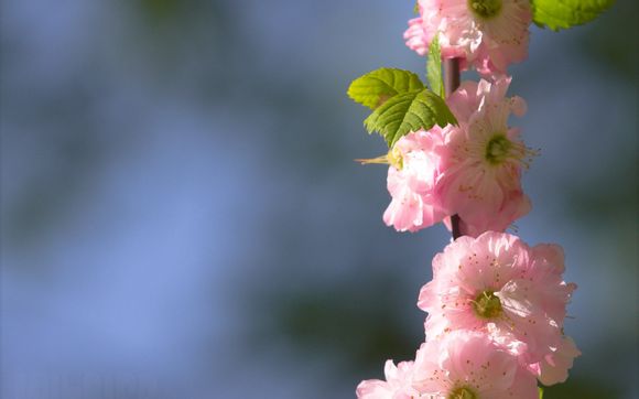 去日本充电怎么办